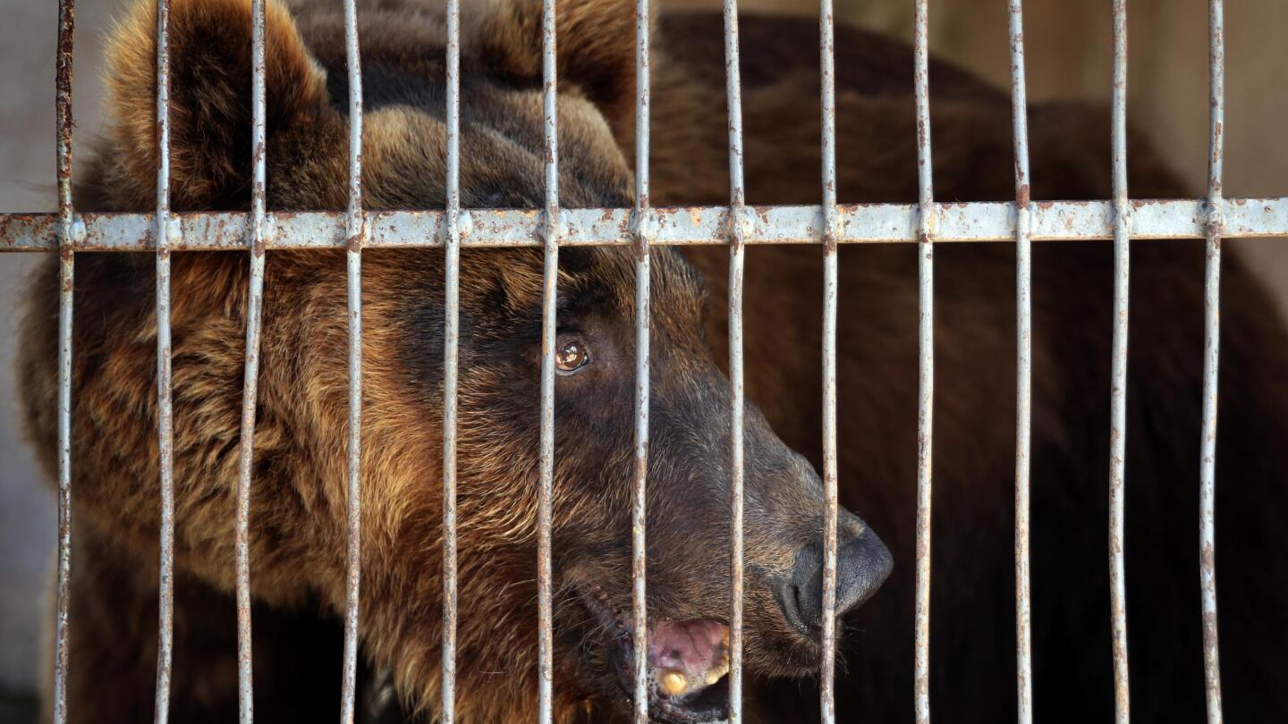Zoo bears medical id online